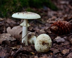 Мухомор поганковидный (Amanita citrina)