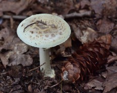 Мухомор поганковидный (Amanita citrina)