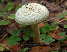 Мухомор поганковидный (Amanita citrina)