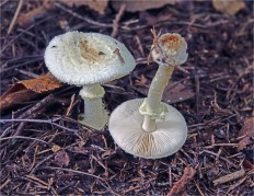 Мухомор поганковидный (Amanita citrina)