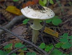 Мухомор поганковидный (Amanita citrina)