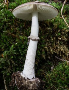 Мухомор порфировый (Amanita porphyria)