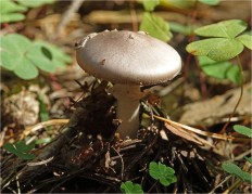 Мухомор порфировый (Amanita porphyria)