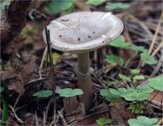 Мухомор порфировый (Amanita porphyria)