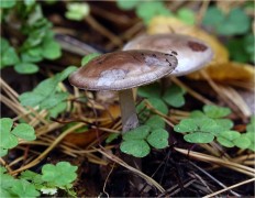 Мухомор порфировый (Amanita porphyria)