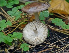 Мухомор порфировый (Amanita porphyria)