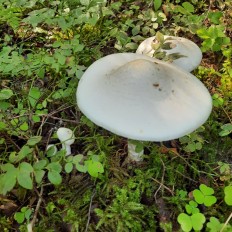 Белая поганка (Amanita virosa)