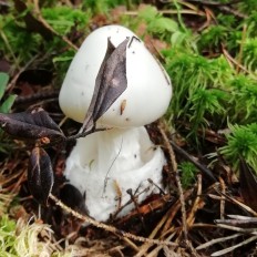 Белая поганка (Amanita virosa)