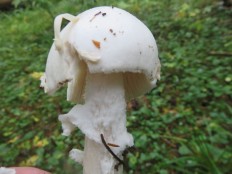 Мухомор вонючий (Amanita virosa)