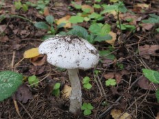 Мухомор вонючий (Amanita virosa)