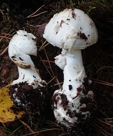 Мухомор вонючий (Amanita virosa)