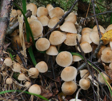 Навозник золотистый (Coprinellus xanthothrix)