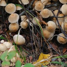 Навозник золотистый (Coprinellus xanthothrix)