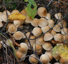 Навозник золотистый (Coprinellus xanthothrix)