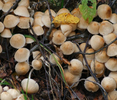 Навозник золотистый (Coprinellus xanthothrix)