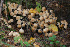 Навозник золотистый (Coprinellus xanthothrix)