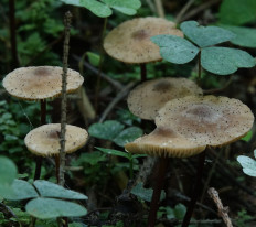 Негниючник соприкасающийся (Marasmius cohaerens)