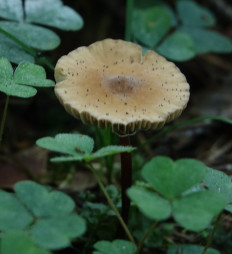 Негниючник соприкасающийся (Marasmius cohaerens)