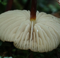 Негниючник соприкасающийся (Marasmius cohaerens)