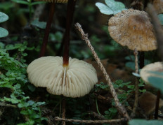 Негниючник соприкасающийся (Marasmius cohaerens)