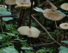 Негниючник соприкасающийся (Marasmius cohaerens)