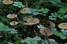 Негниючник соприкасающийся (Marasmius cohaerens)