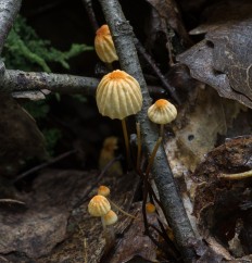 Негниючник сухой (Marasmius siccus)