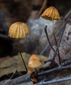 Негниючник сухой (Marasmius siccus)