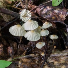 Негниючник сухой (Marasmius siccus)