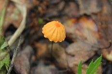 Негниючник сухой (Marasmius siccus)