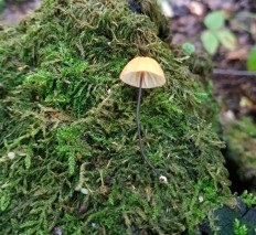 Негниючник сухой (Marasmius siccus)