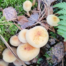 Опёнок серопластинчатый (Hypholoma capnoides)