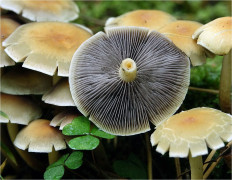 Опёнок серопластинчатый (Hypholoma capnoides)