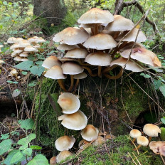 Опёнок серопластинчатый (Hypholoma capnoides)