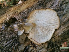 Оссикаулис древесинный (Ossicaulis lignatilis)