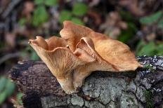 Панус уховидный (Panus conchatus)