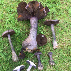 Паутинник фиолетовый (Cortinarius violaceus)