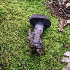 Паутинник фиолетовый (Cortinarius violaceus)