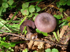 Паутинник фиолетовый (Cortinarius violaceus)