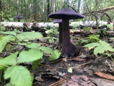 Паутинник фиолетовый (Cortinarius violaceus)