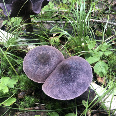 Паутинник фиолетовый (Cortinarius violaceus)