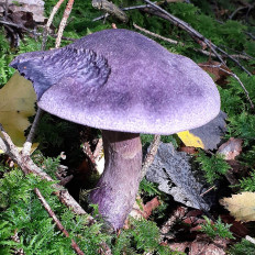 Паутинник фиолетовый (Cortinarius violaceus)