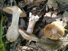 Паутинник городской (Cortinarius urbicus)