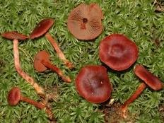 Паутинник кроваво-красный (Cortinarius sanguineus)