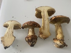 Паутинник щёлочелюбивый (Cortinarius alcalinophilus)