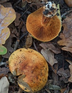 Паутинник щёлочелюбивый (Cortinarius alcalinophilus)