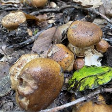 Паутинник щёлочелюбивый (Cortinarius alcalinophilus)