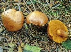 Перечный гриб (Chalciporus piperatus)