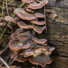 Пилолистничек медвежий (Lentinellus ursinus)