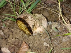 Пизолитус красильный (Pisolithus arhizus)